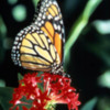 community_migrate_monarch: Communities migrate like Monarchs