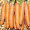 bolero_carrots: Gorgeous carrots