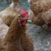 chicken-flickr: Online community: chicken or the egg?